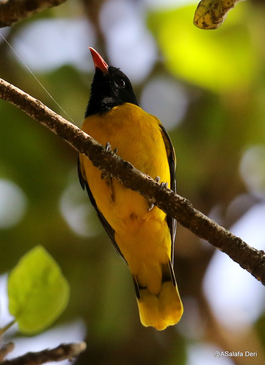 Ethiopian Black-headed Oriole - ML223822471