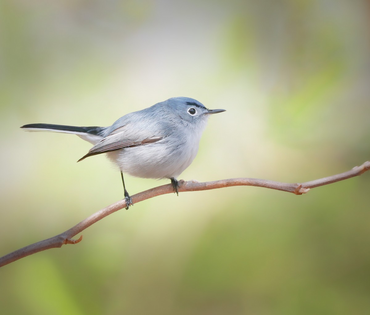 Blue-gray Gnatcatcher - Zebedee Muller