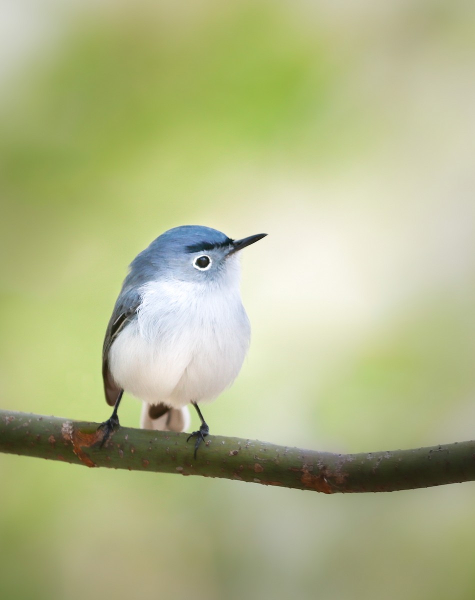 Blue-gray Gnatcatcher - Zebedee Muller