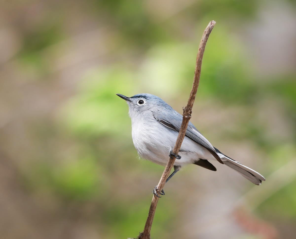 Blue-gray Gnatcatcher - Zebedee Muller