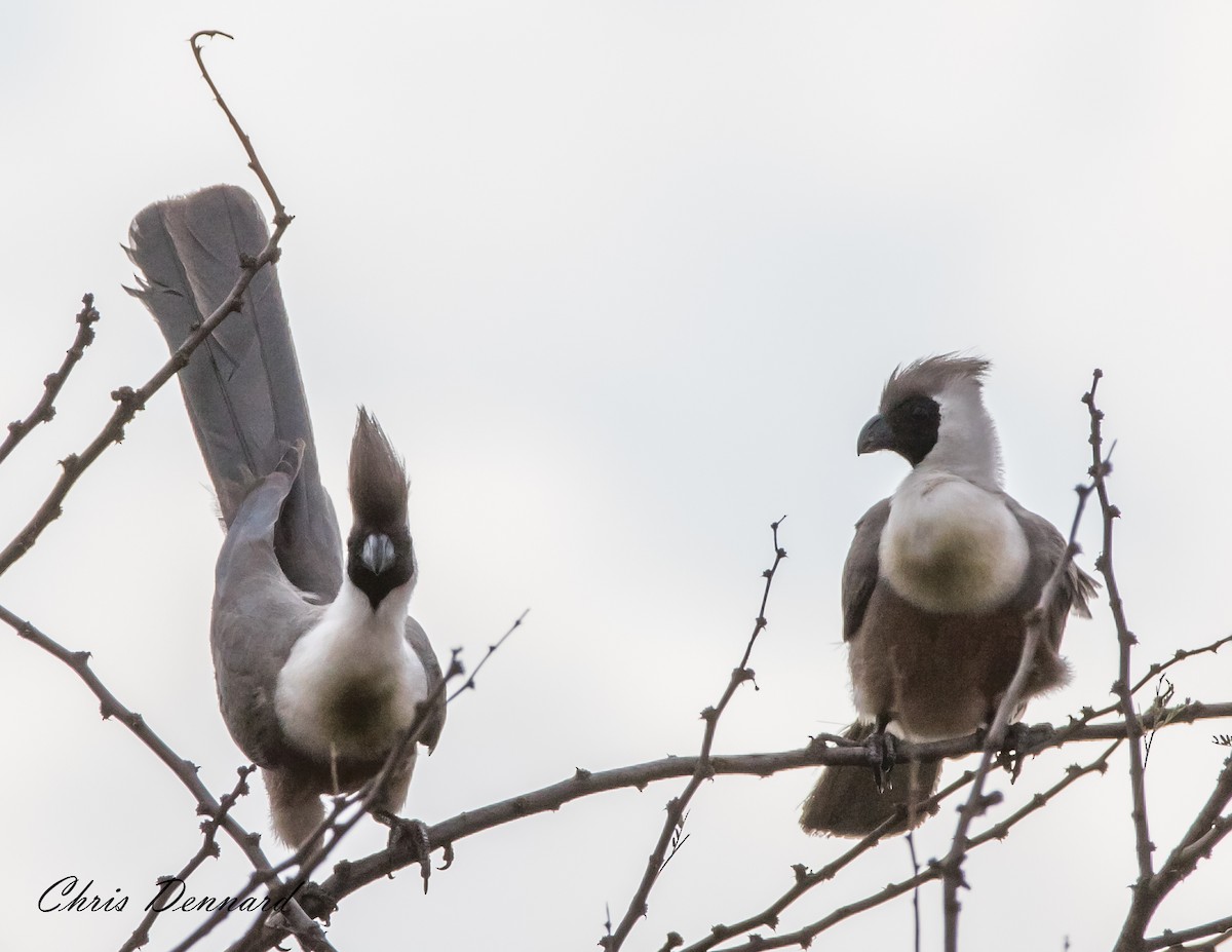 Bare-faced Go-away-bird - ML223825891