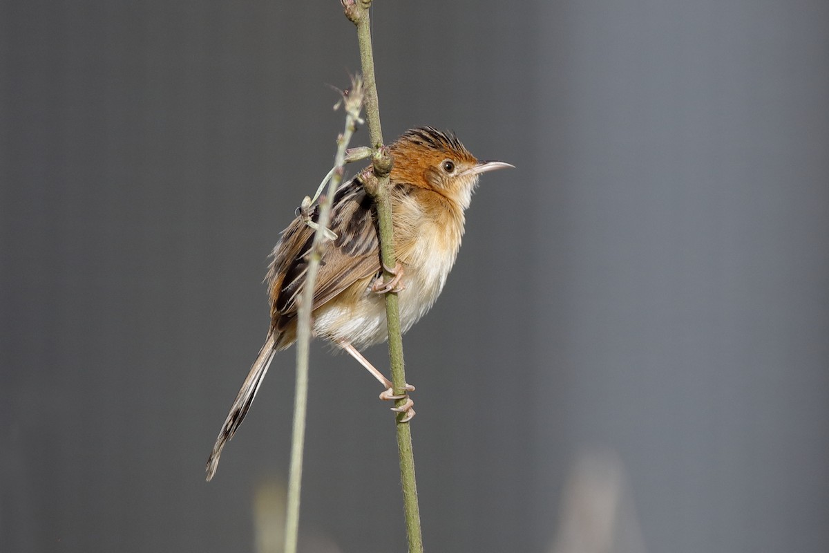 Golden-headed Cisticola - Holger Teichmann