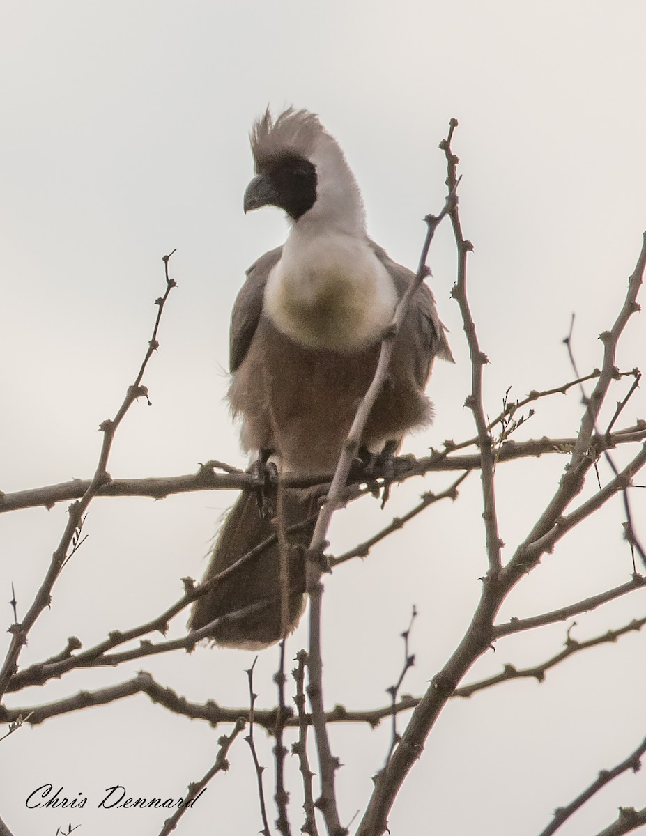 Bare-faced Go-away-bird - ML223826151