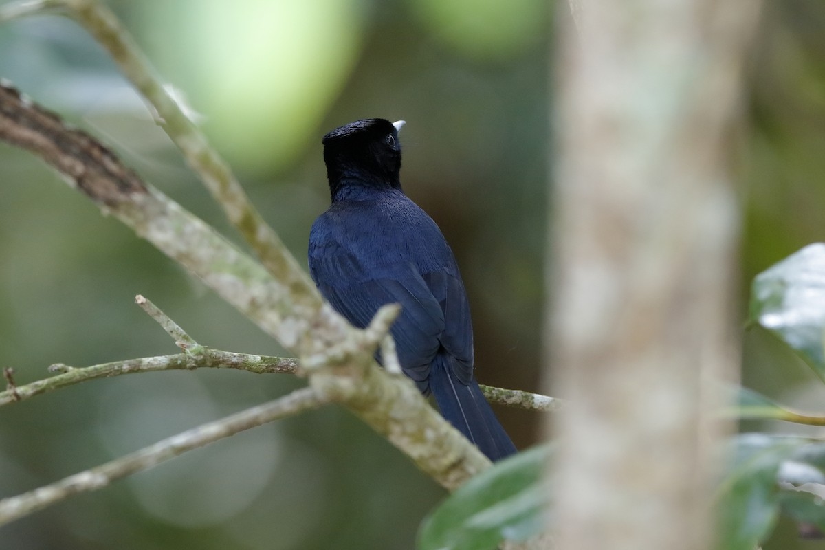 Shining Flycatcher - Holger Teichmann