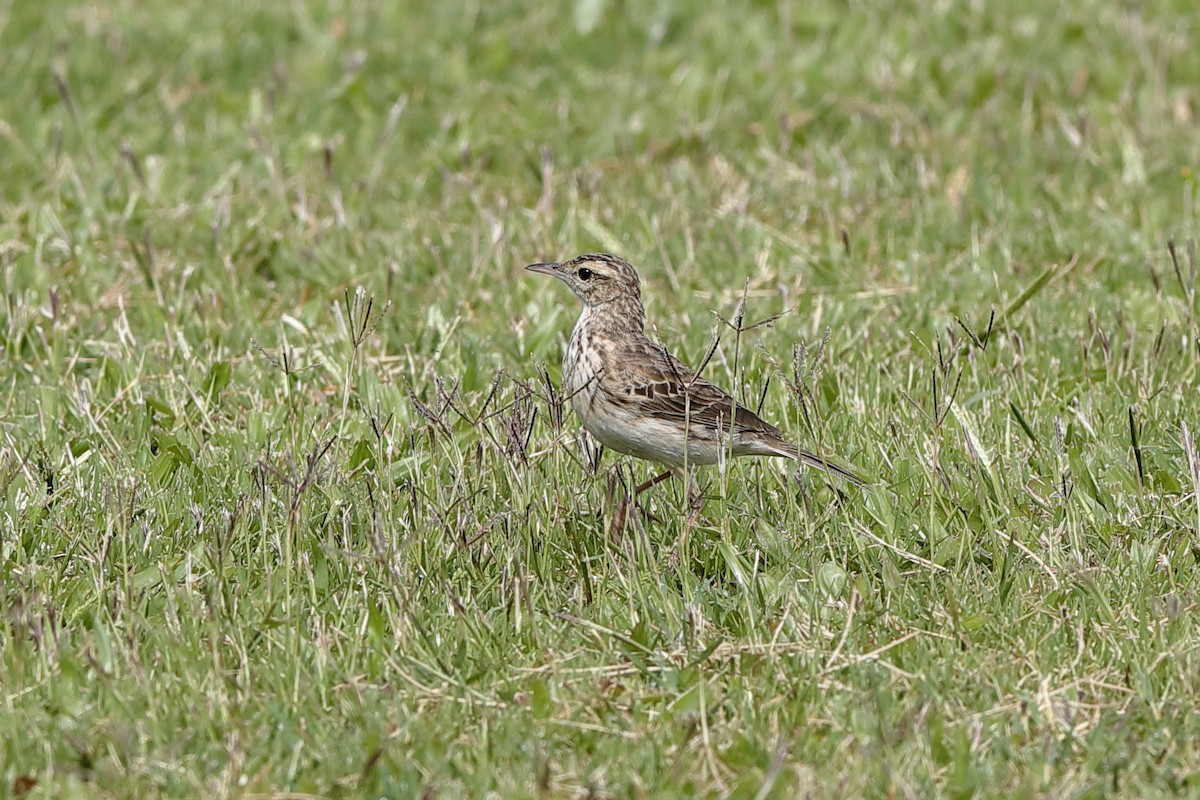 Australian Pipit - Holger Teichmann