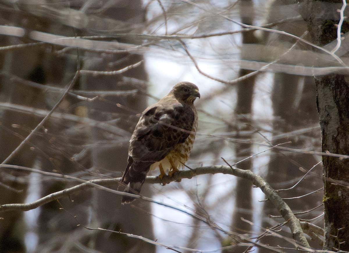 Broad-winged Hawk - ML223826341