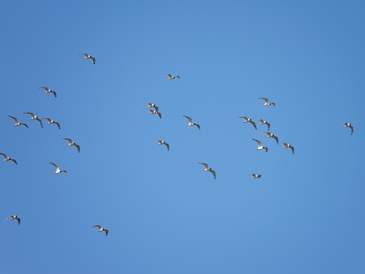 Franklin's Gull - ML223826931