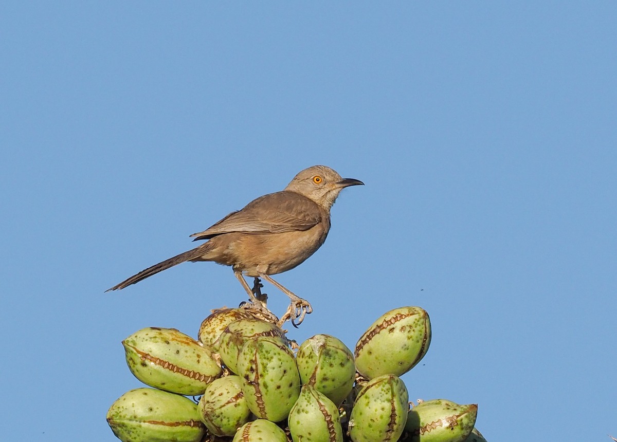 Bendire's Thrasher - ML223828601