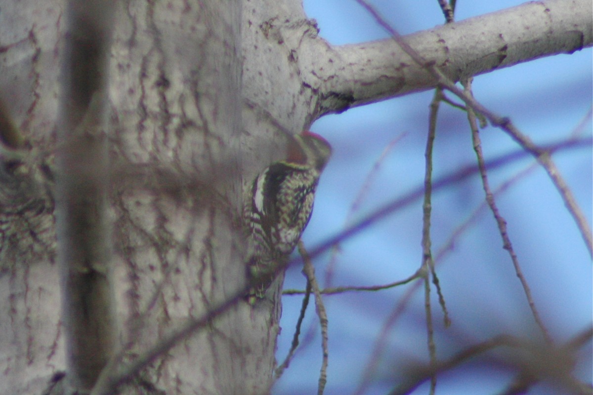 Yellow-bellied Sapsucker - ML223828711