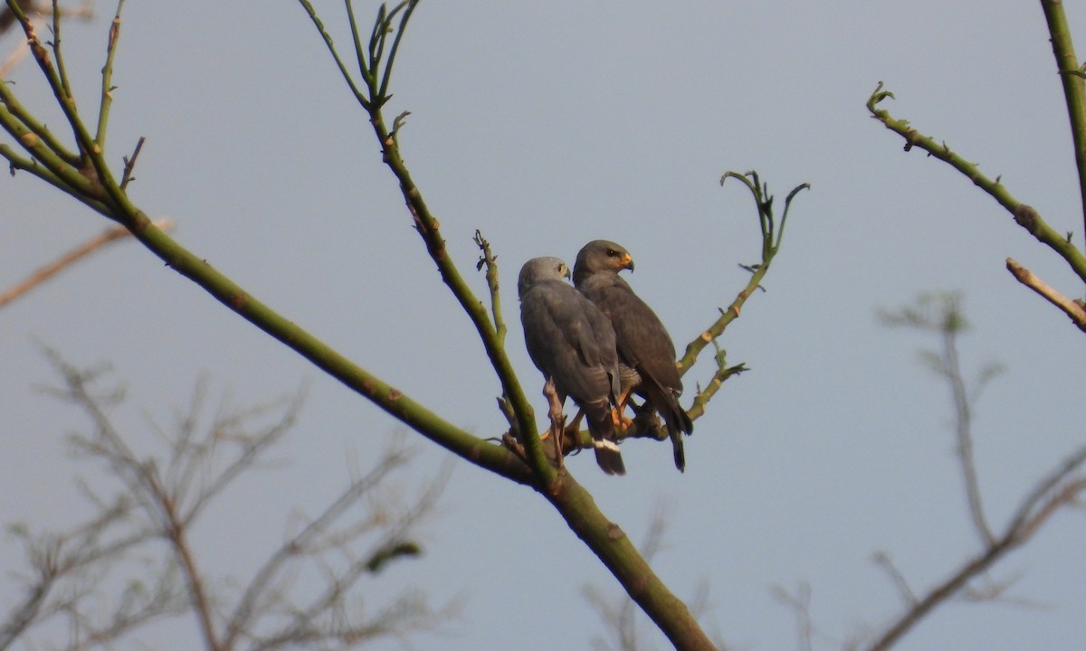 Gray Hawk - ML223829771