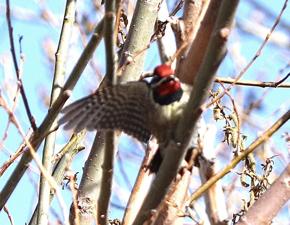 Red-naped Sapsucker - ML223830861