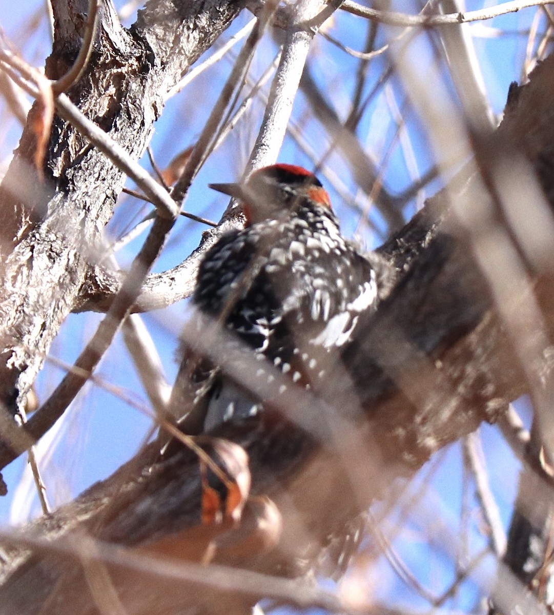 Red-naped Sapsucker - ML223830871