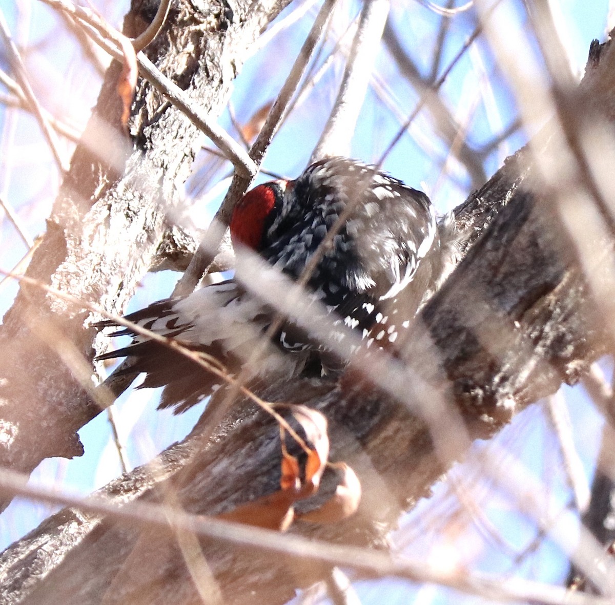 Red-naped Sapsucker - ML223830881