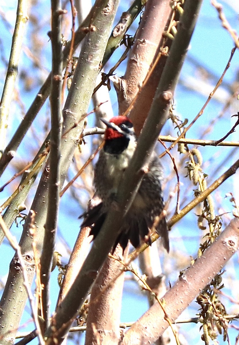 Red-naped Sapsucker - ML223830891