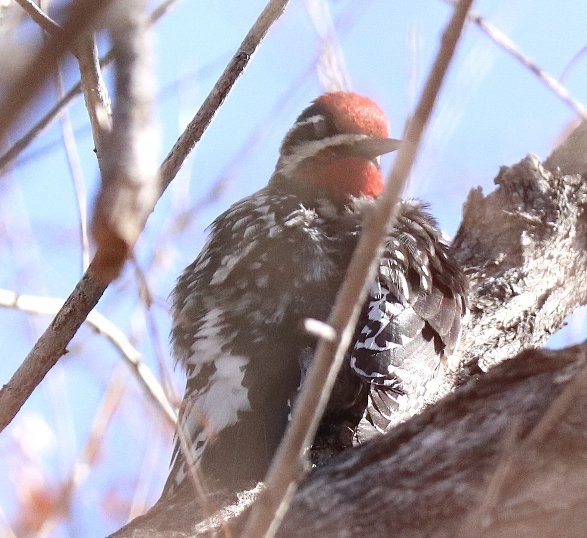 Red-naped Sapsucker - ML223830901