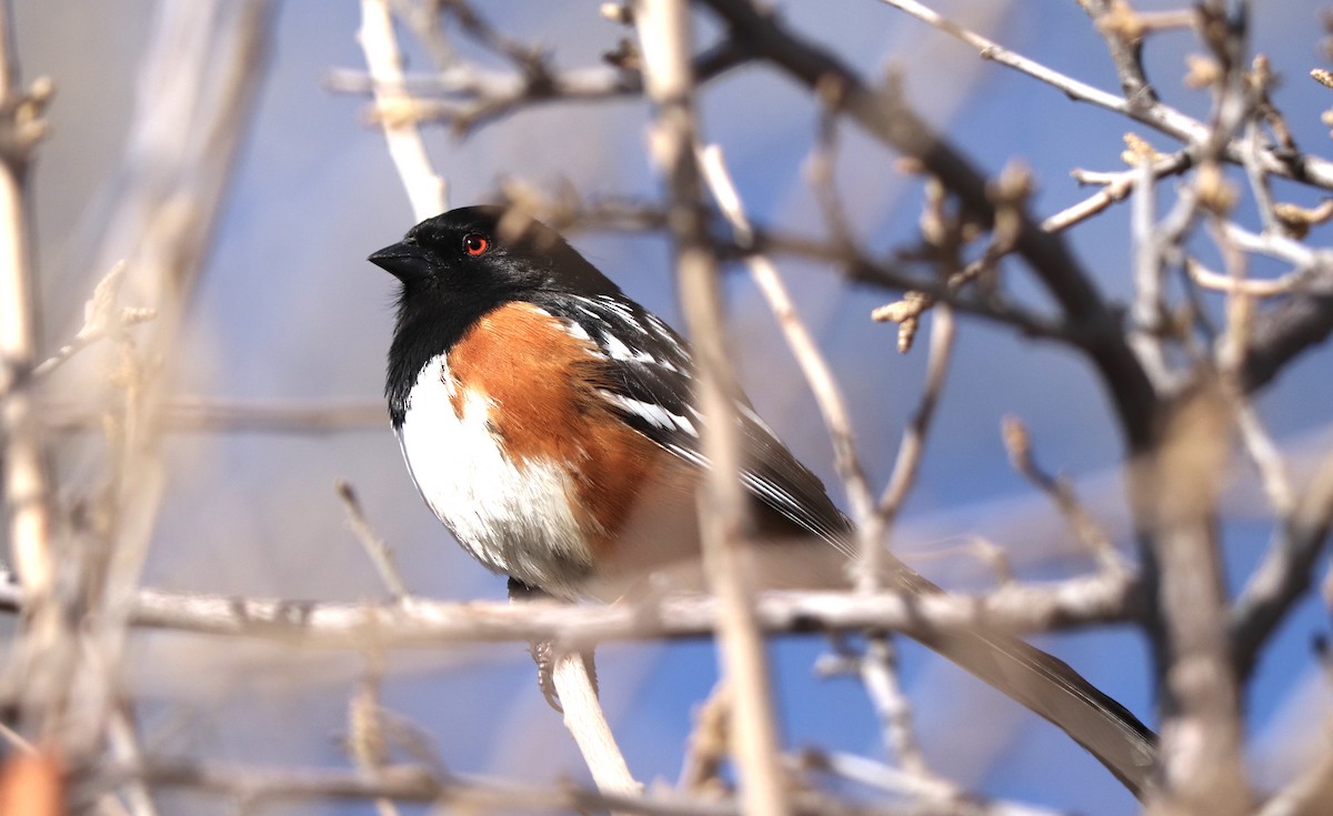 Spotted Towhee - ML223831191