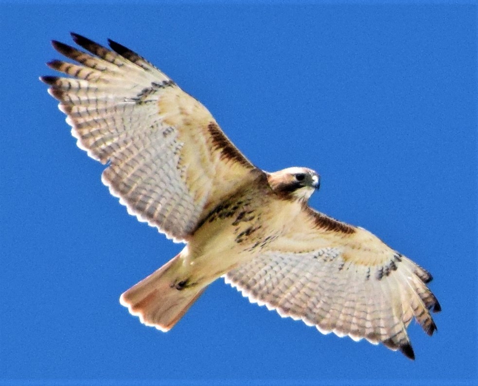 Red-tailed Hawk - ML223831321