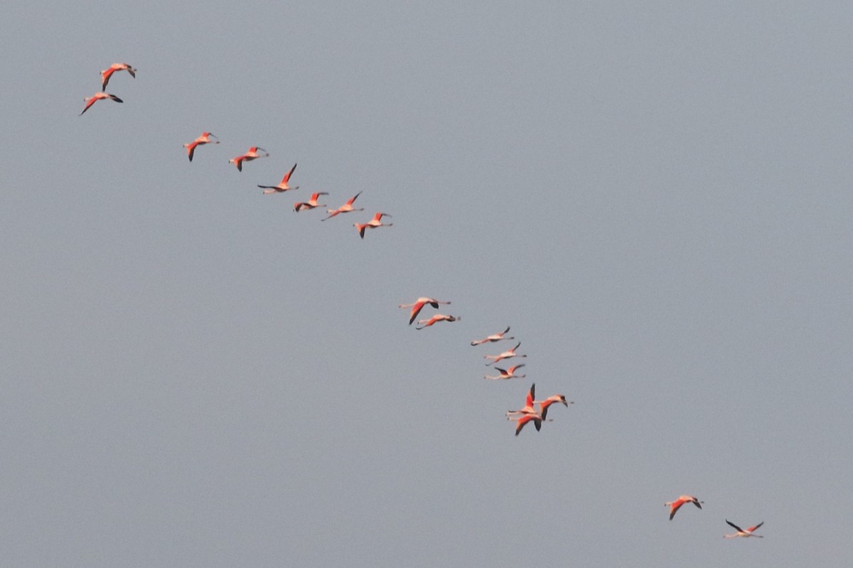 Chilean Flamingo - ML223831611