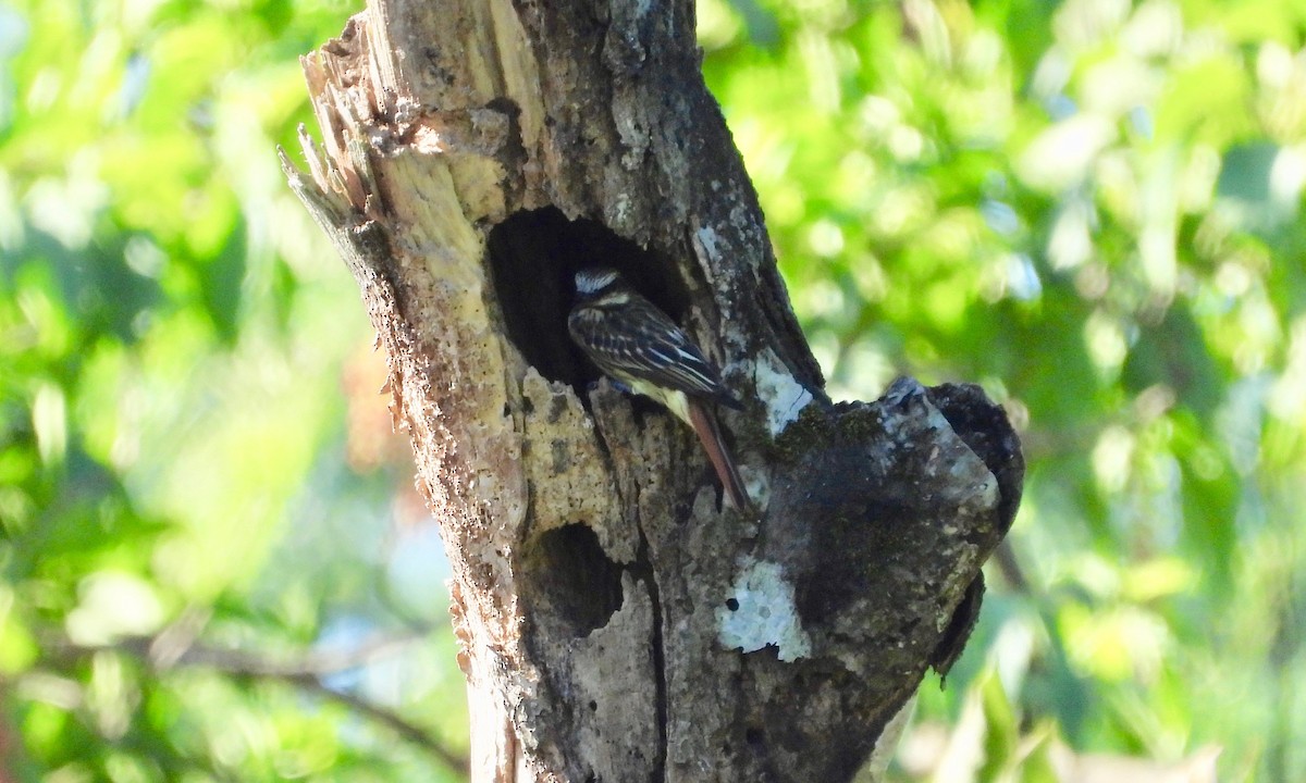 Sulphur-bellied Flycatcher - ML223832271