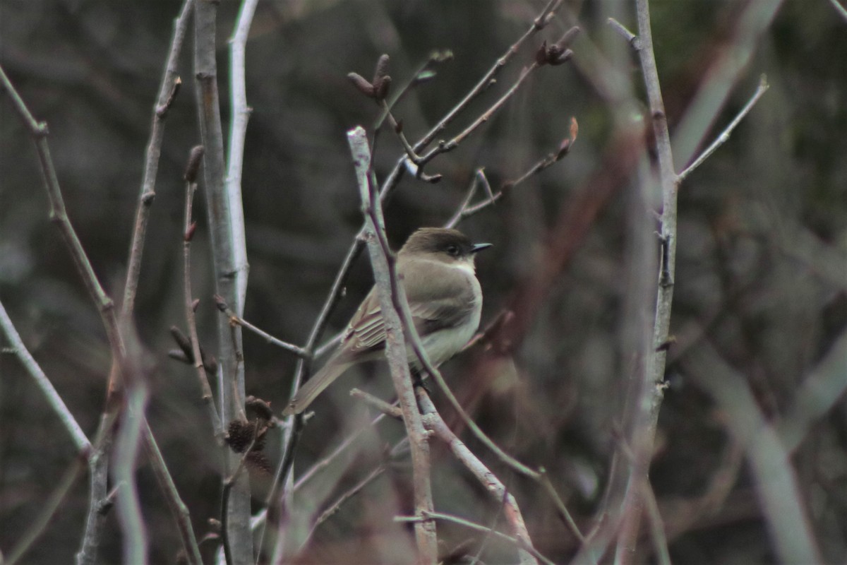 Eastern Phoebe - Sandra Bourque