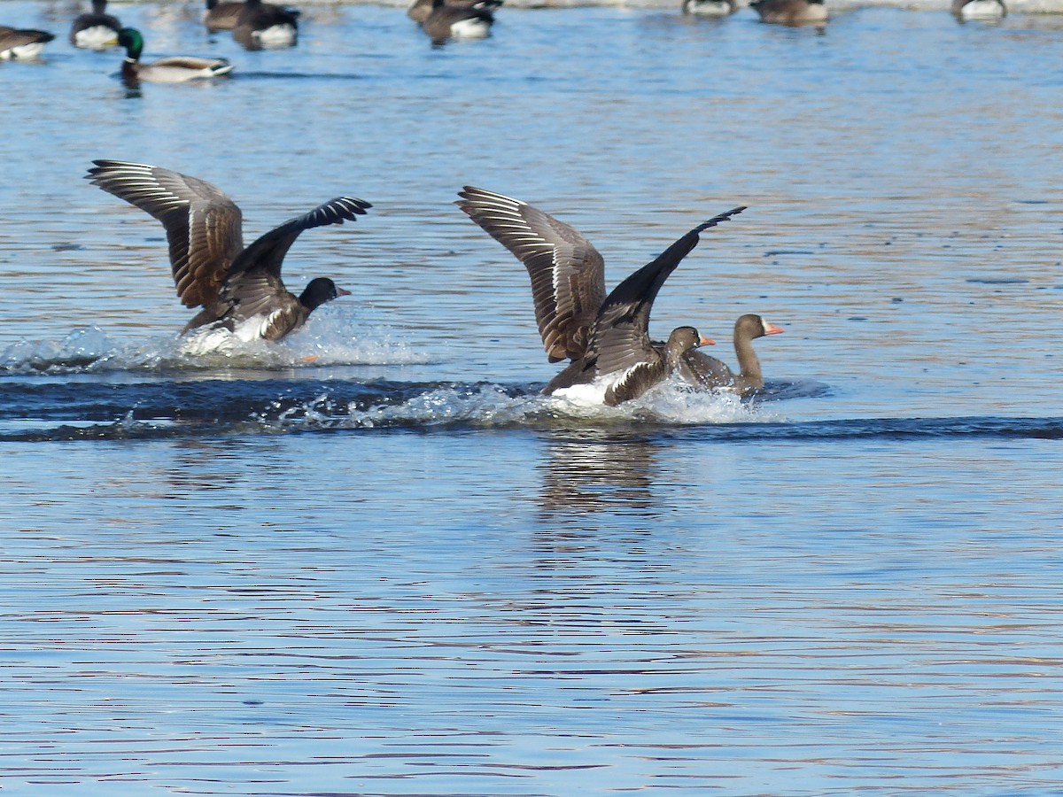 Greater White-fronted Goose - ML223833341