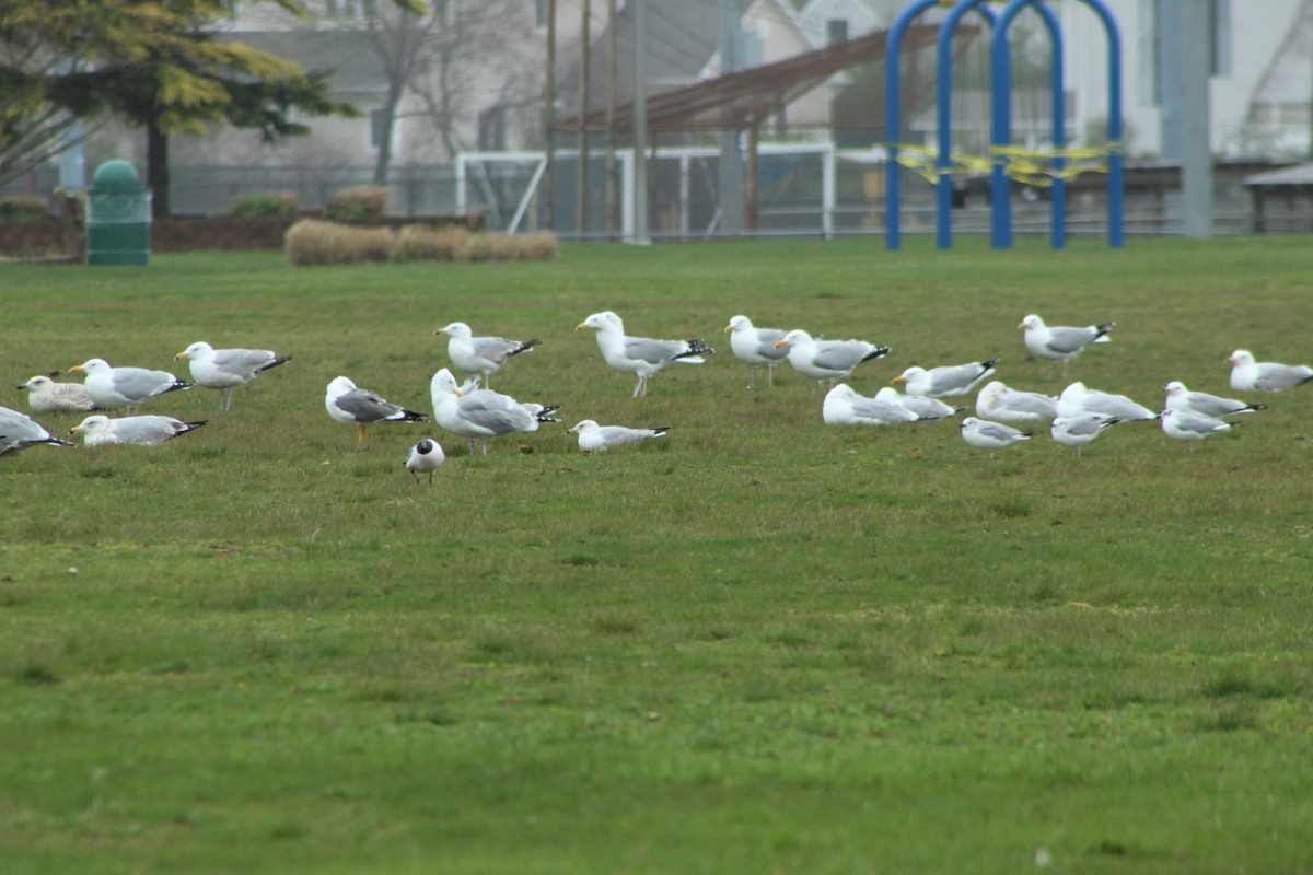 Lesser Black-backed Gull - ML223834411