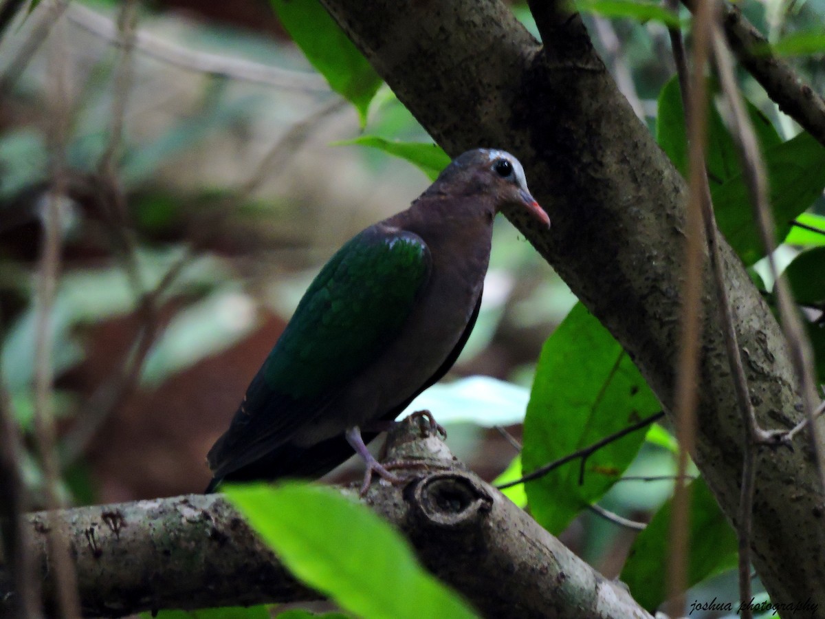 Asian Emerald Dove - joshua  Dsilva