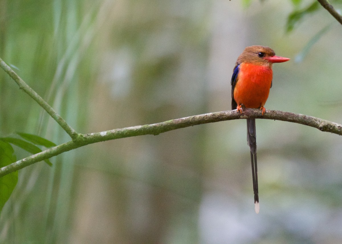 チャガシララケットカワセミ - eBird