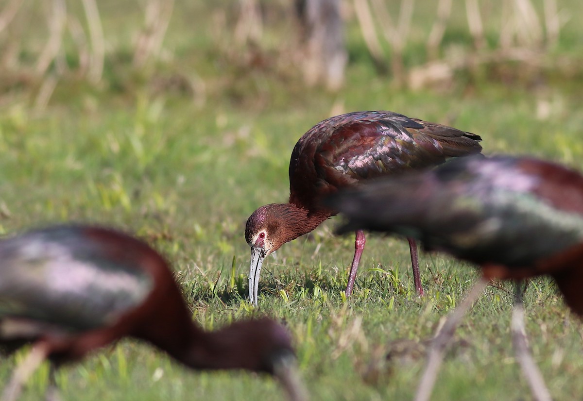 White-faced Ibis - ML223837181