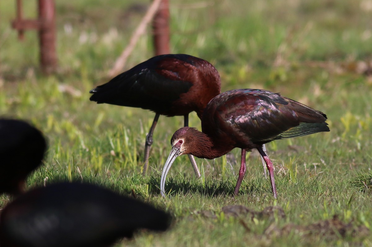 White-faced Ibis - ML223837471