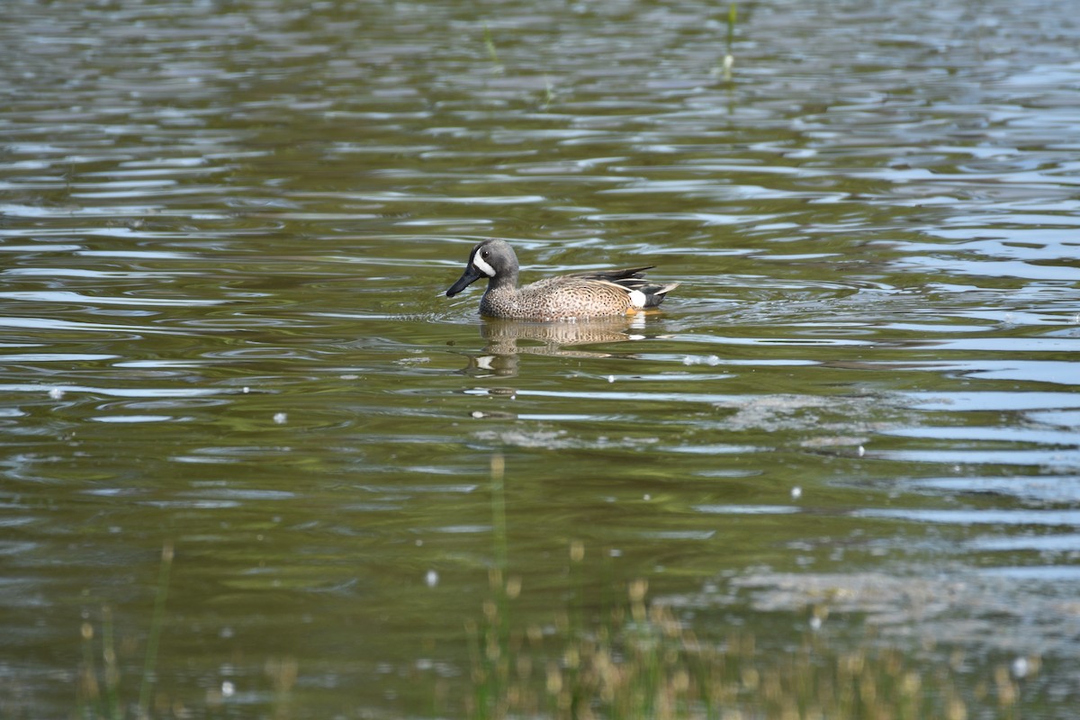 Blue-winged Teal - ML223837941