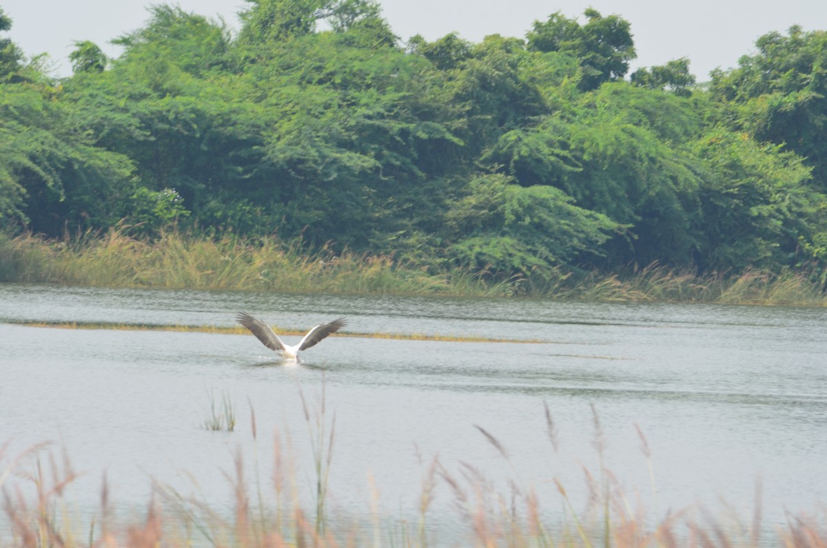 Spot-billed Pelican - ML223838221