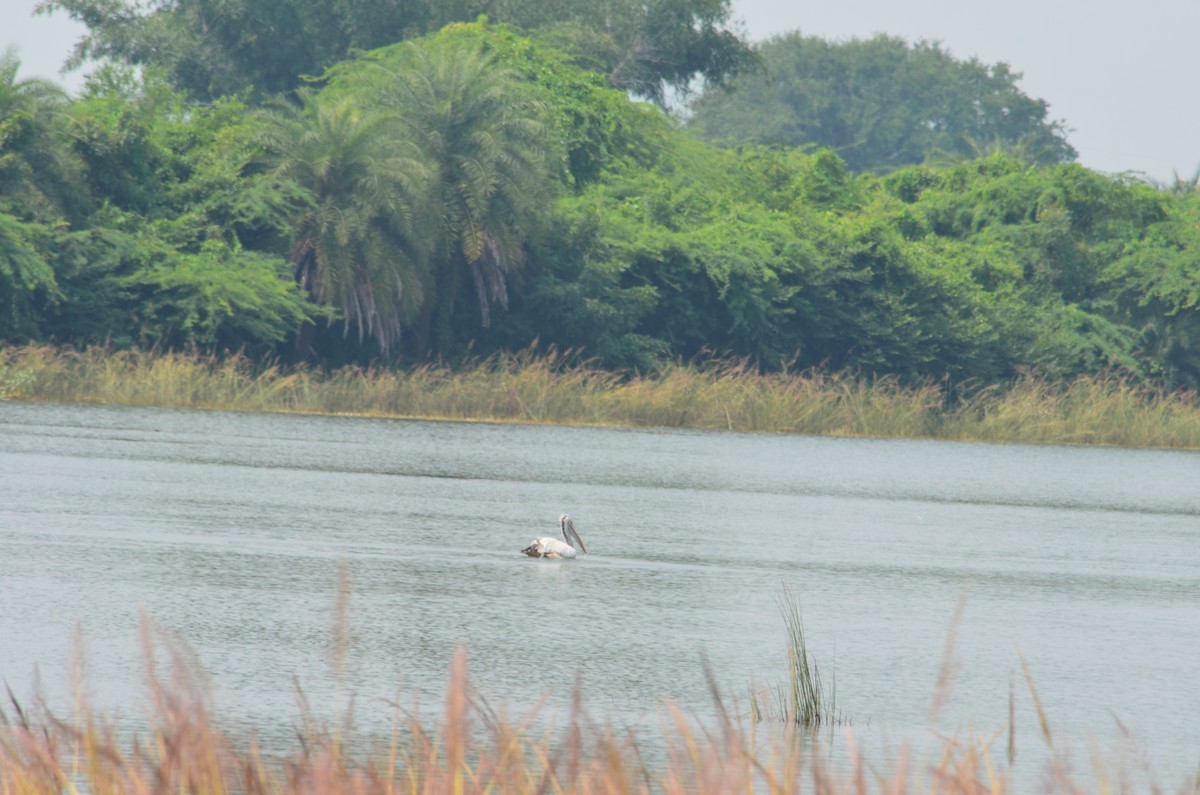 Spot-billed Pelican - ML223838481