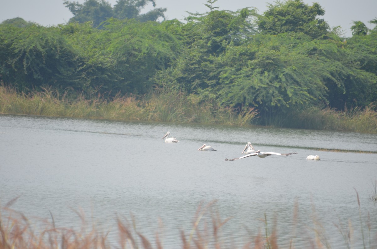 Spot-billed Pelican - ML223838561