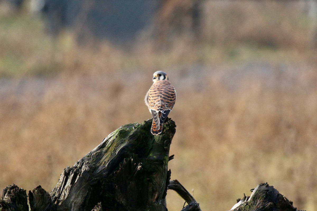 American Kestrel - ML223839621