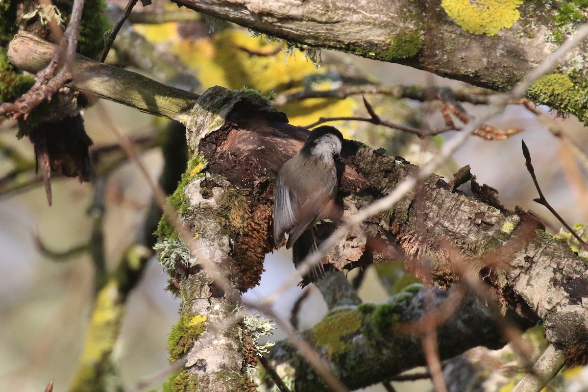 Black-capped Chickadee - ML223839631