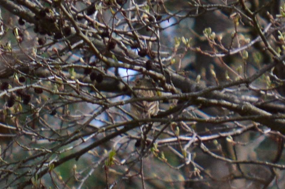 Tree Pipit - Karthik Thrikkadeeri