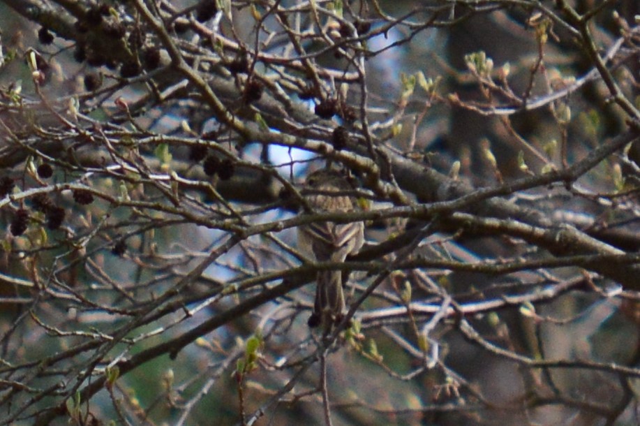 Tree Pipit - ML223843151