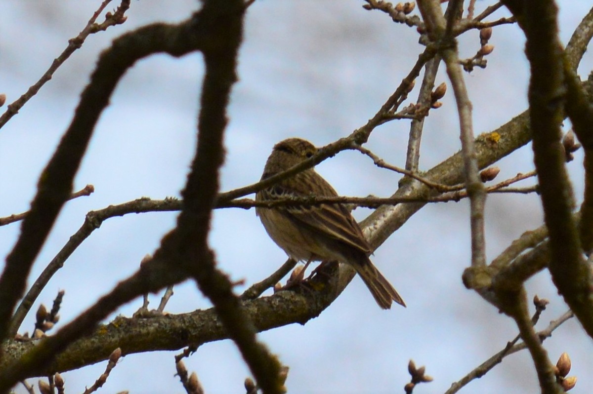 Tree Pipit - ML223843181