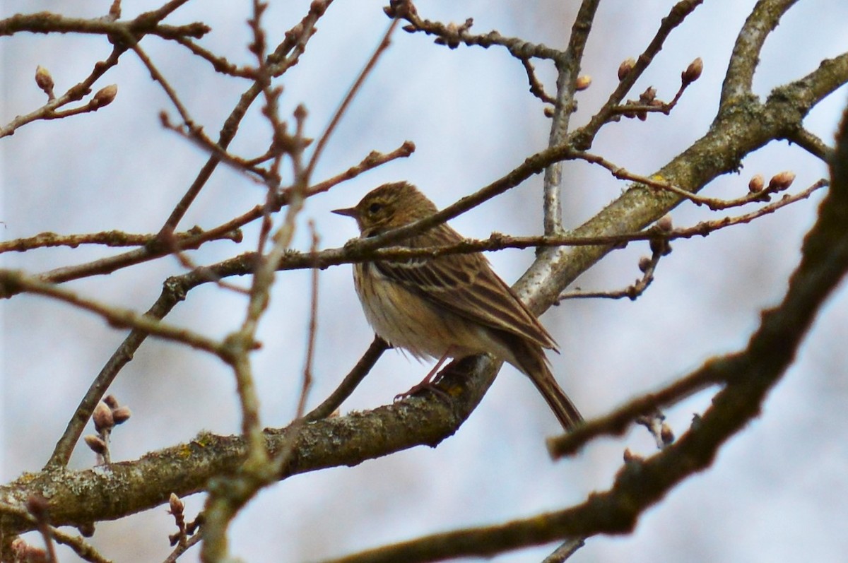 Tree Pipit - Karthik Thrikkadeeri