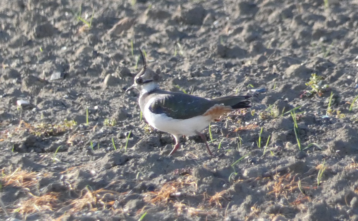 Northern Lapwing - Alan Younger