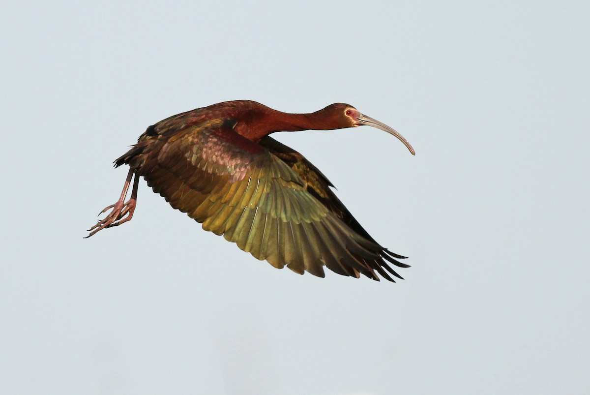ibis americký - ML223843331