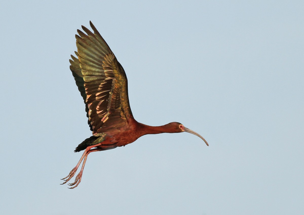 ibis americký - ML223843361