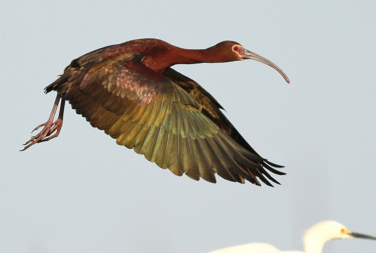 ibis americký - ML223843381
