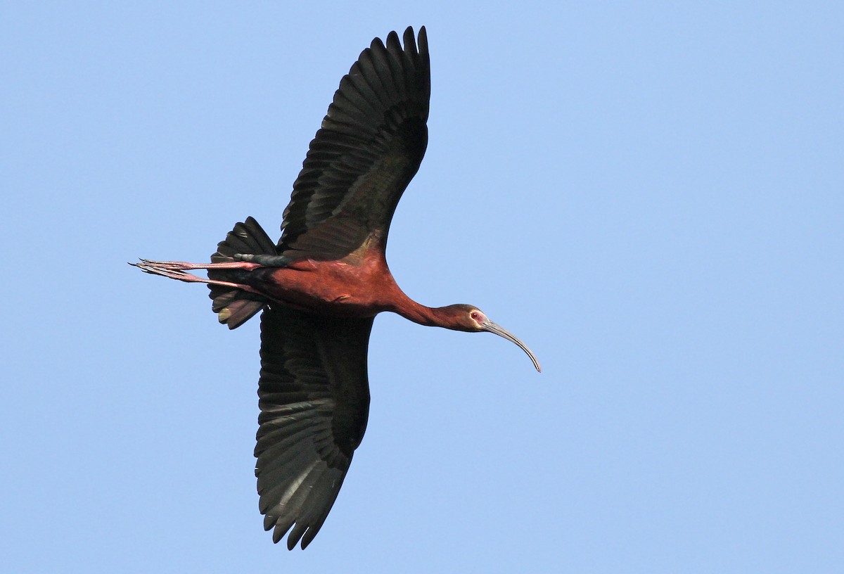 ibis americký - ML223843441