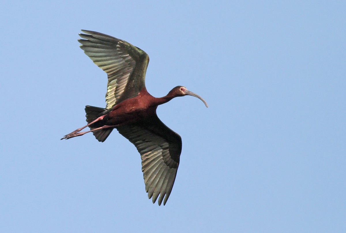 ibis americký - ML223843491