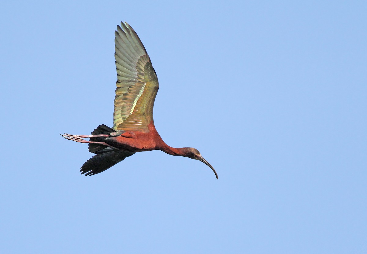 ibis americký - ML223843511