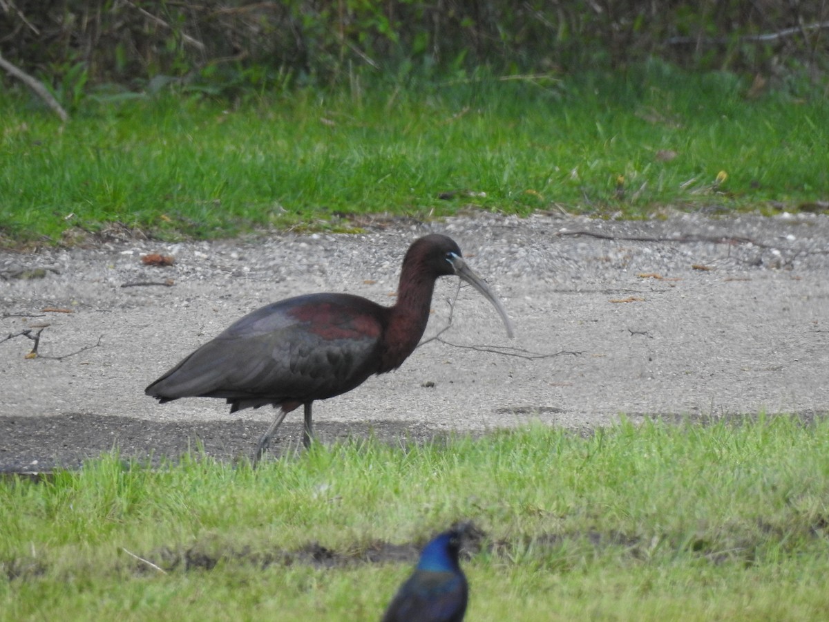 Glossy Ibis - ML223844281
