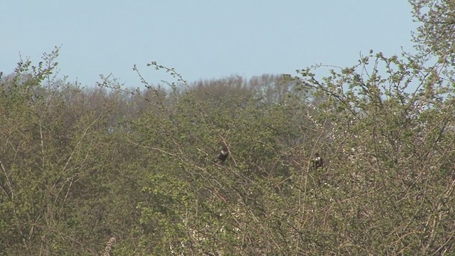 Ring Ouzel - ML223844621