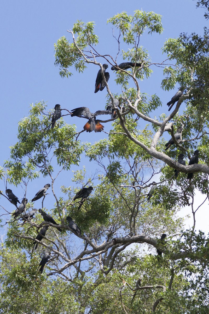 Cacatúa Colirroja - ML22384651